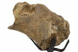 Fossil Hadrosaur Vertebra Section w/ Metal Stand - South Dakota #339904-2